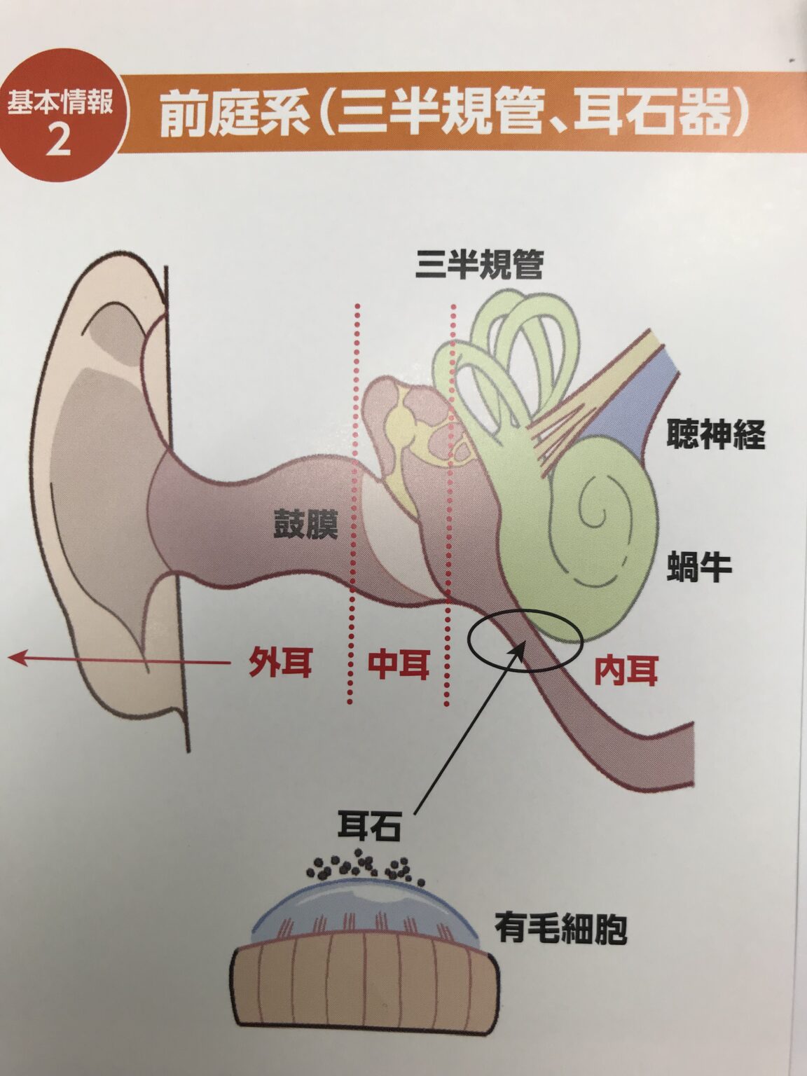 内耳 前庭系(三半規管、耳石器)|漢方の桃谷薬局|大阪市の生活習慣病(桃谷駅徒歩5分)